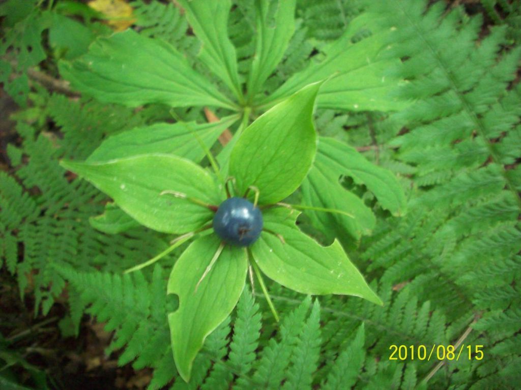 100_5956.JPG