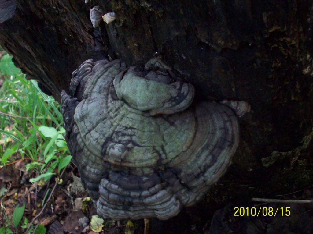 100_5975.JPG