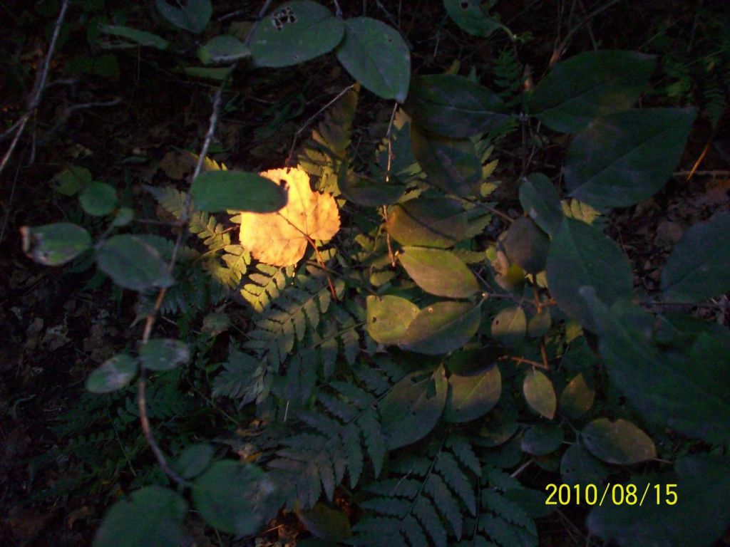 100_6089.JPG