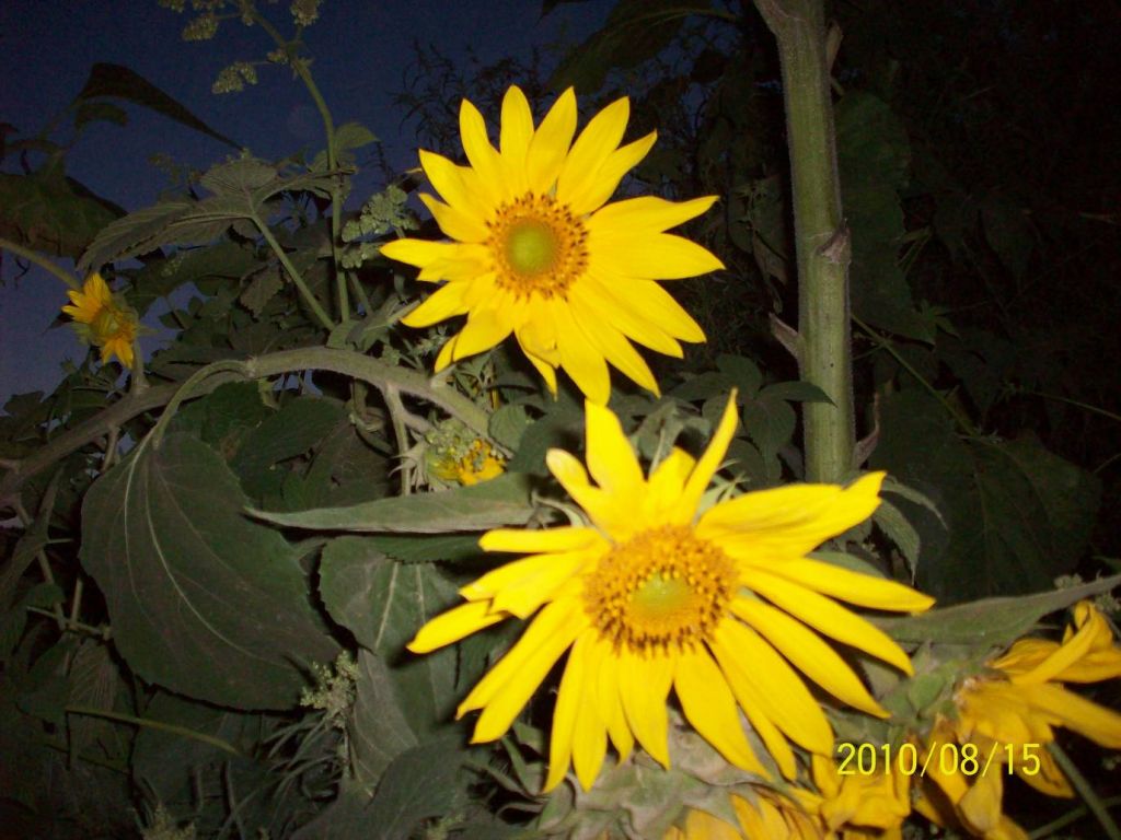 100_6121.JPG