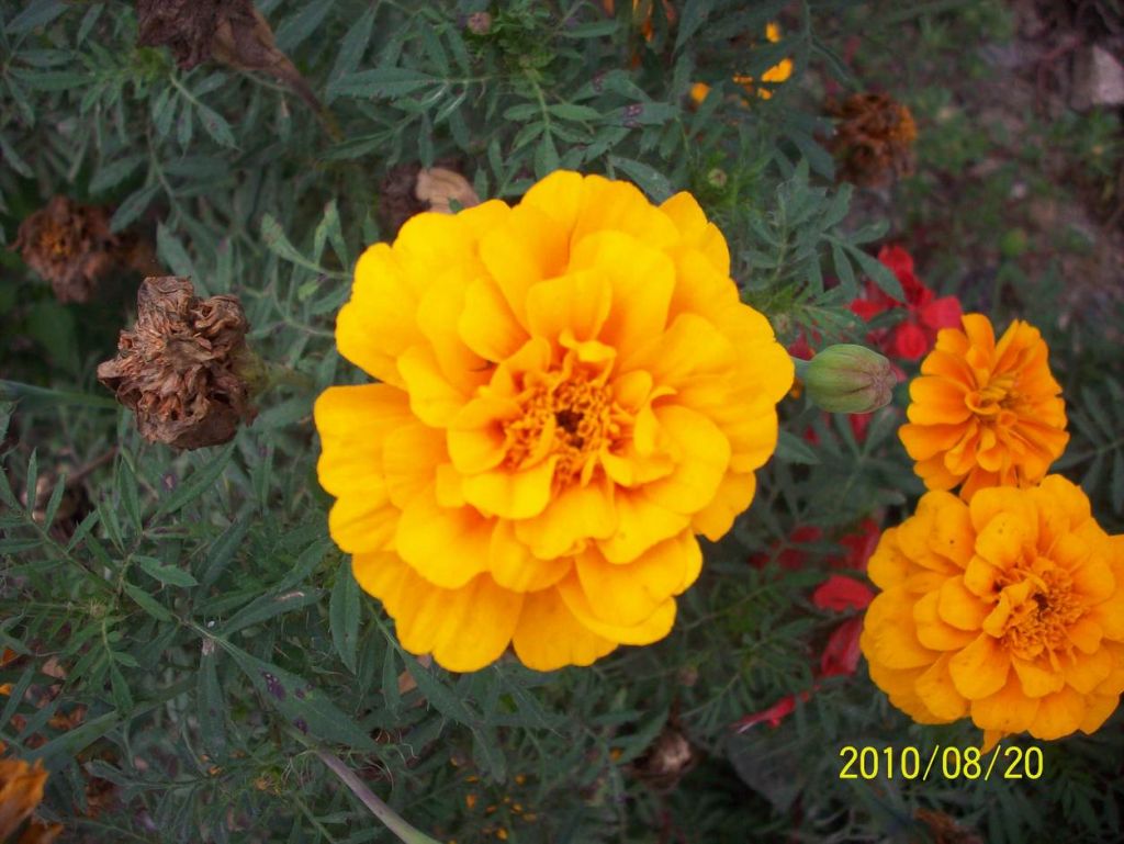 100_6162.JPG