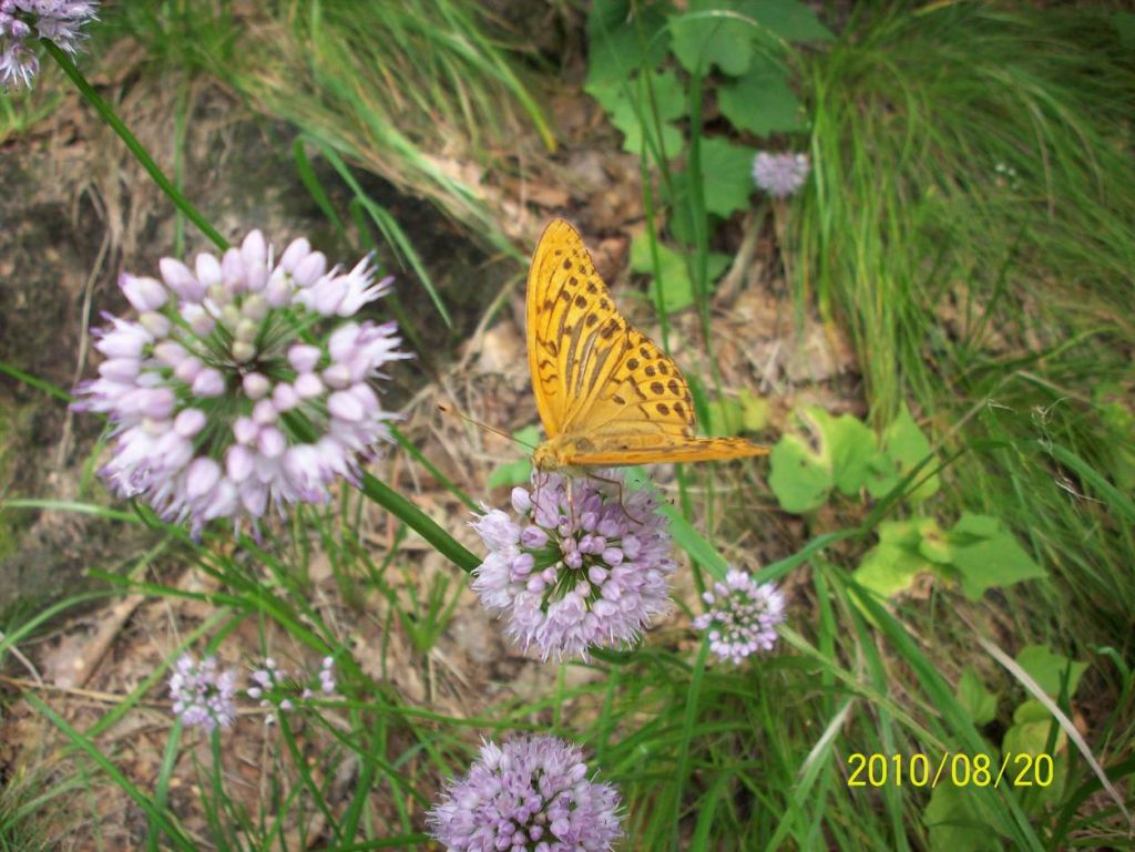 100_6251.JPG