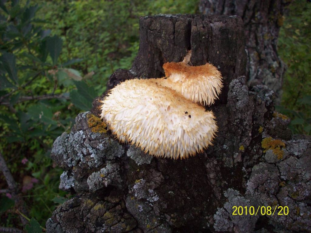 100_6332.JPG