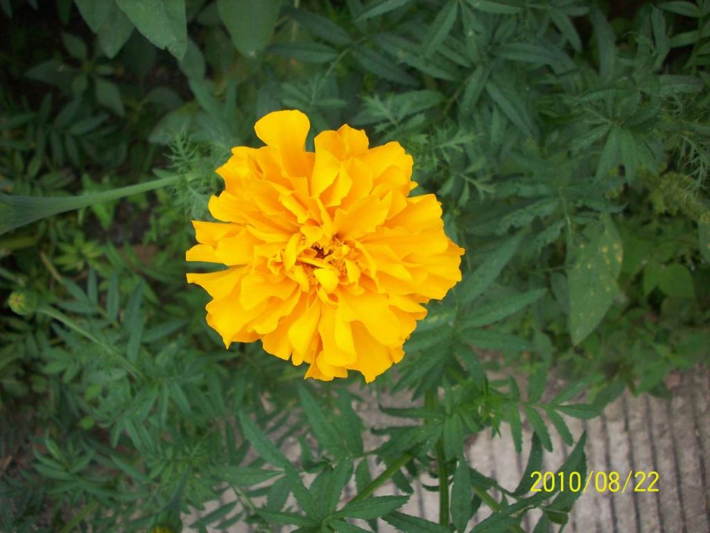 100_6630.JPG