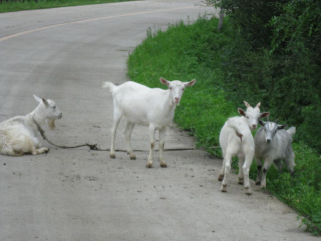 ����С������Ƭ 084.jpg