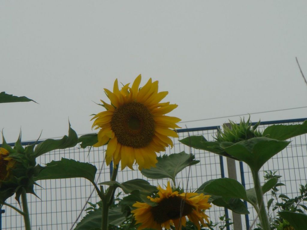 DSC08687.JPG