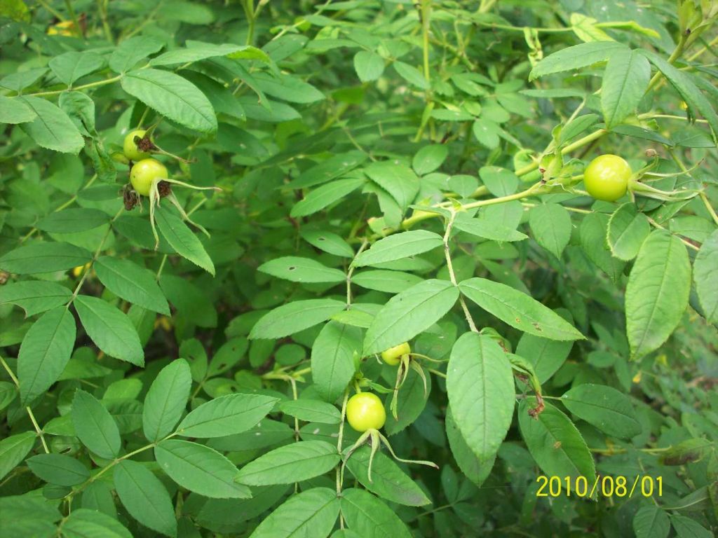 100_5732.JPG