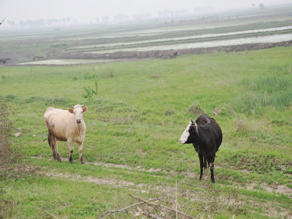 DSC_0133_conew1.jpg