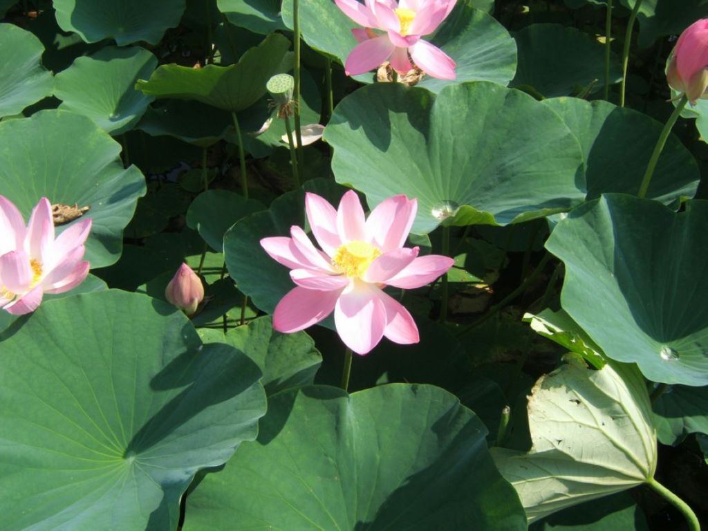 DSCF5724.jpg