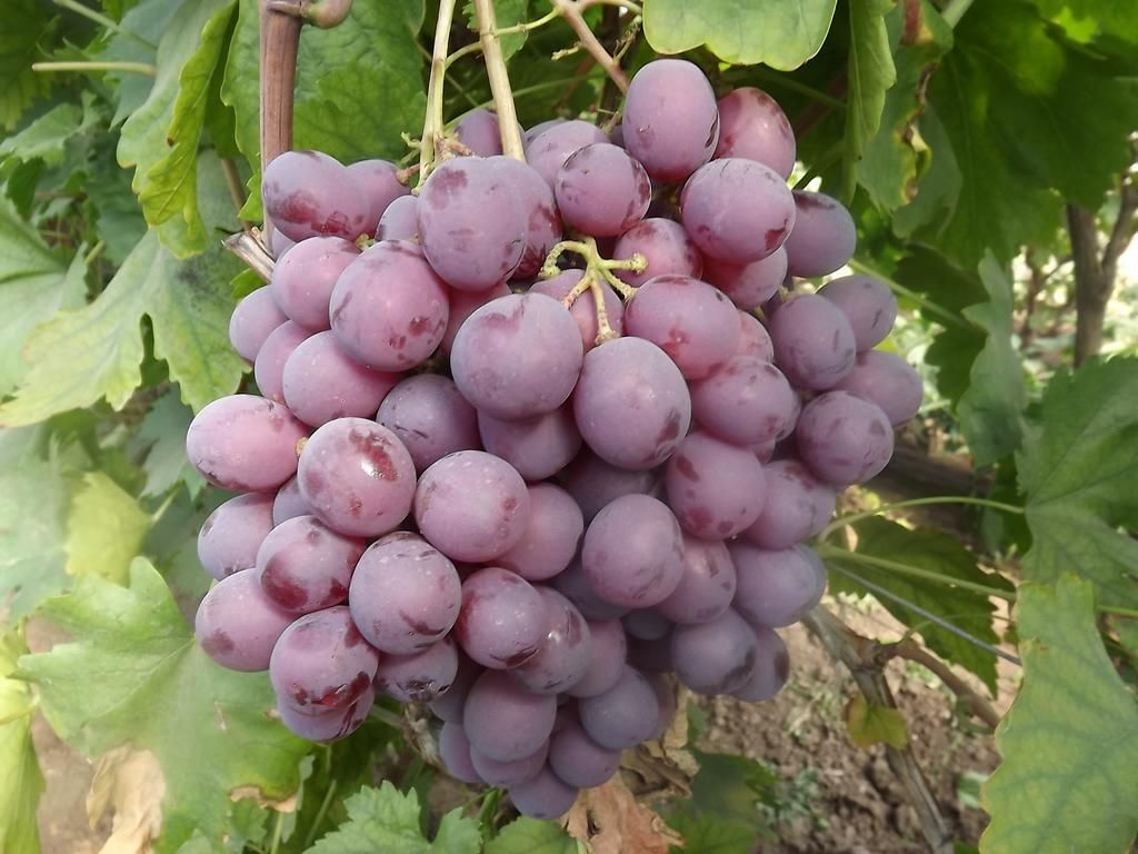 DSCF7331.jpg
