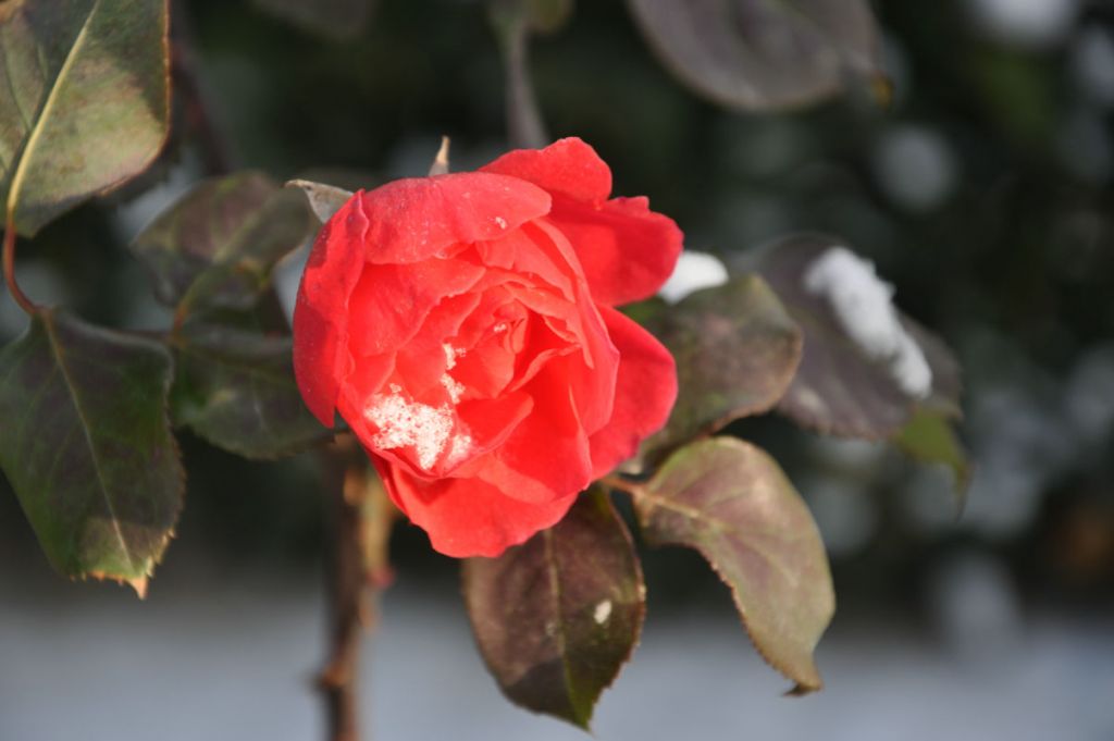 DSC_0017.jpg