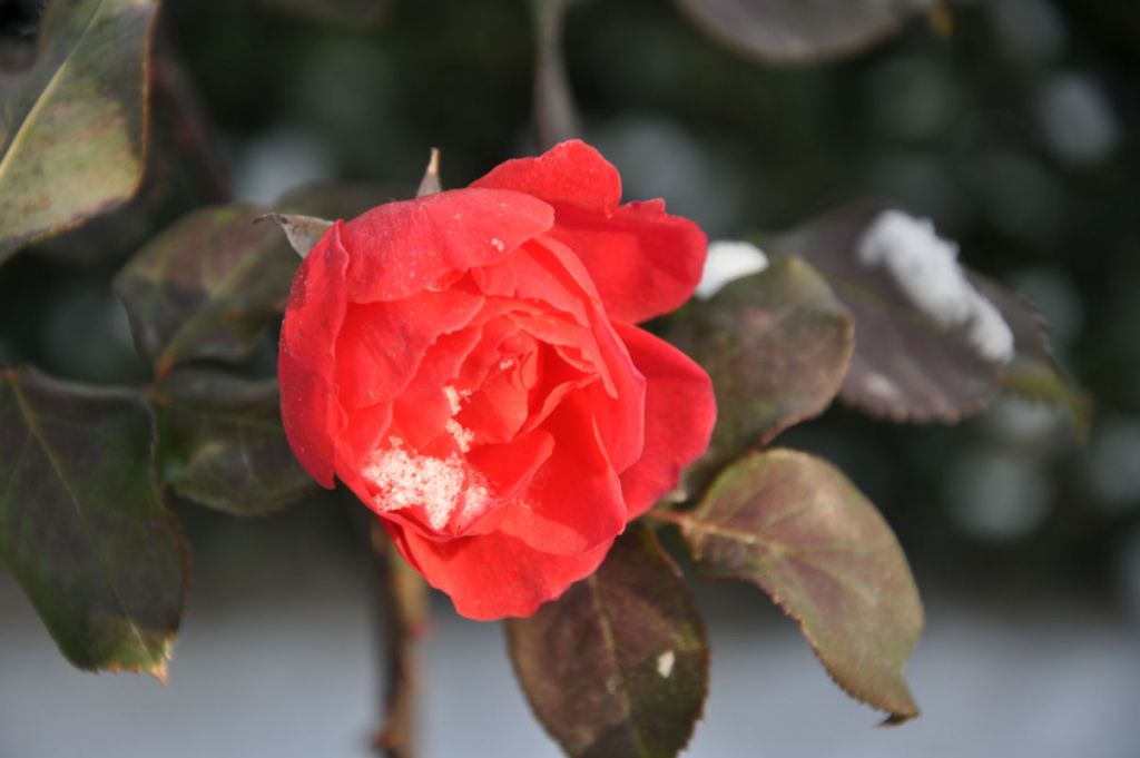 DSC_0018.jpg