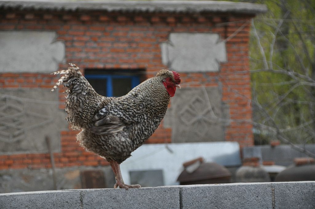DSC_0336.JPG