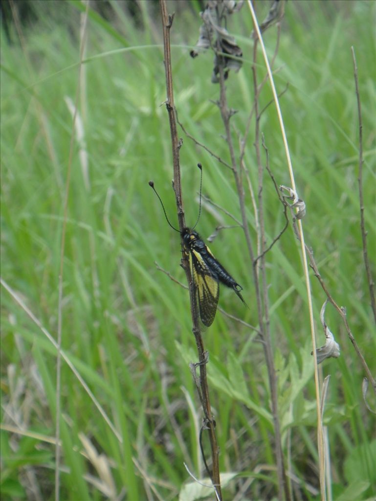 DSC08530.jpg