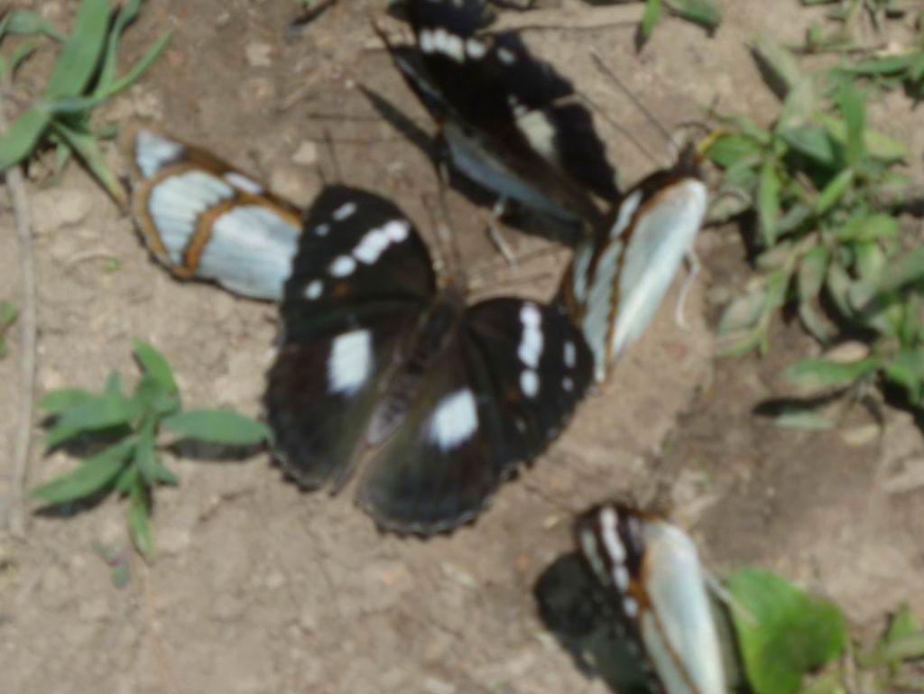 ������С P1070301.JPG