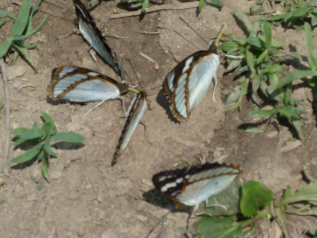 ������С P1070302.JPG