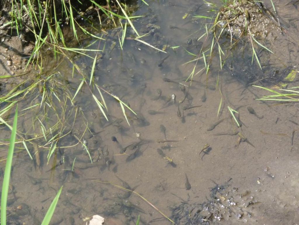 ������С P1070323.JPG