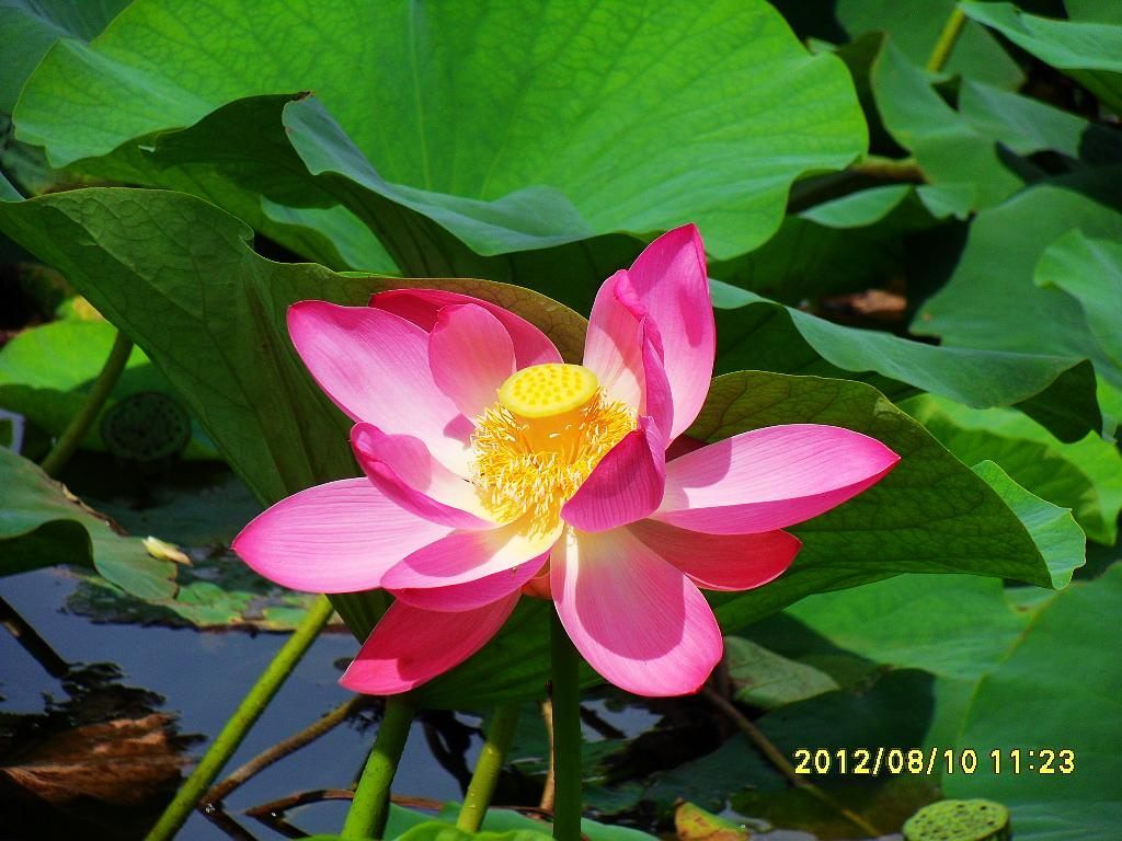 SDC11126.jpg