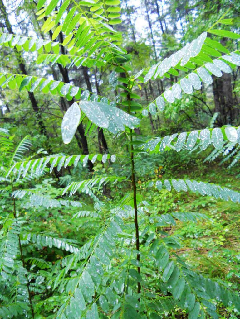 904һ��ë 066.jpg