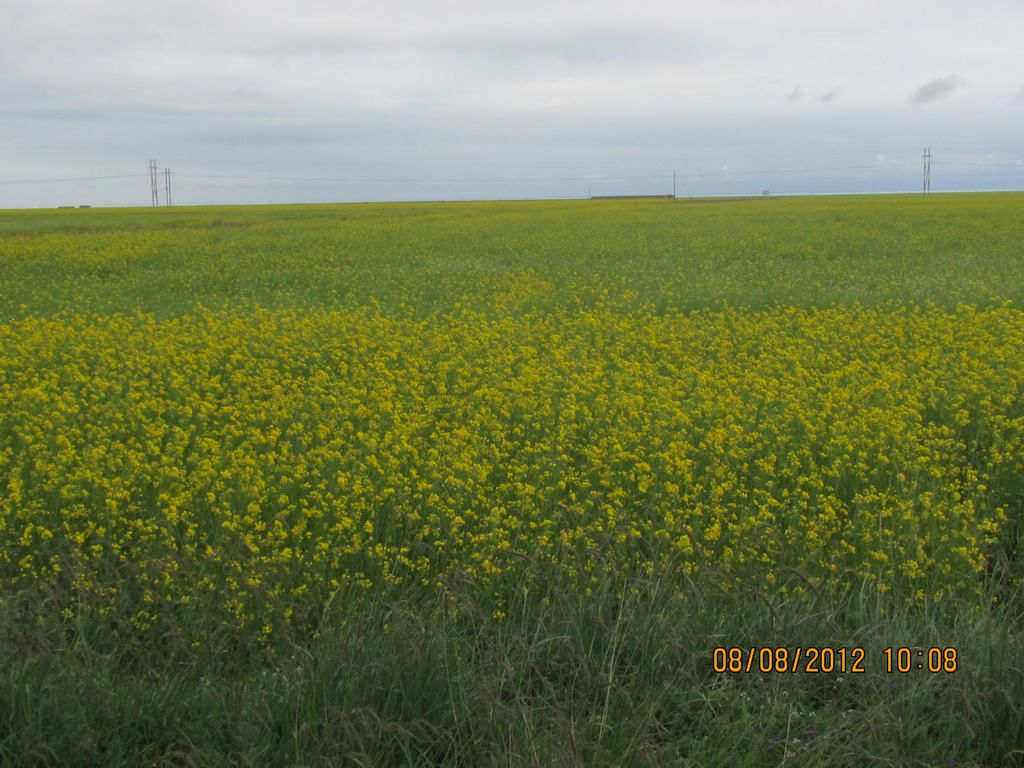 IMG_9316.jpg