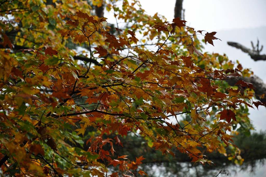 DSC_0130.jpg