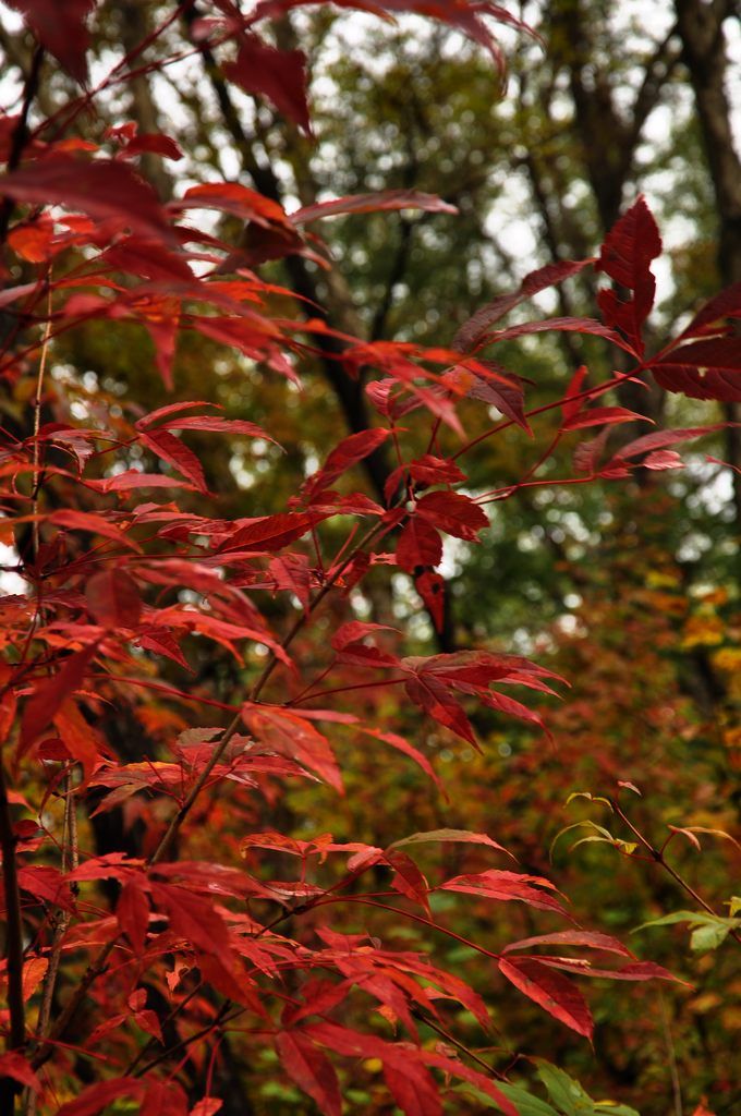 DSC_0184.jpg