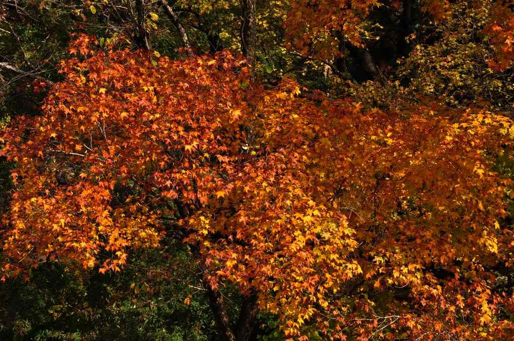 DSC_0284.jpg
