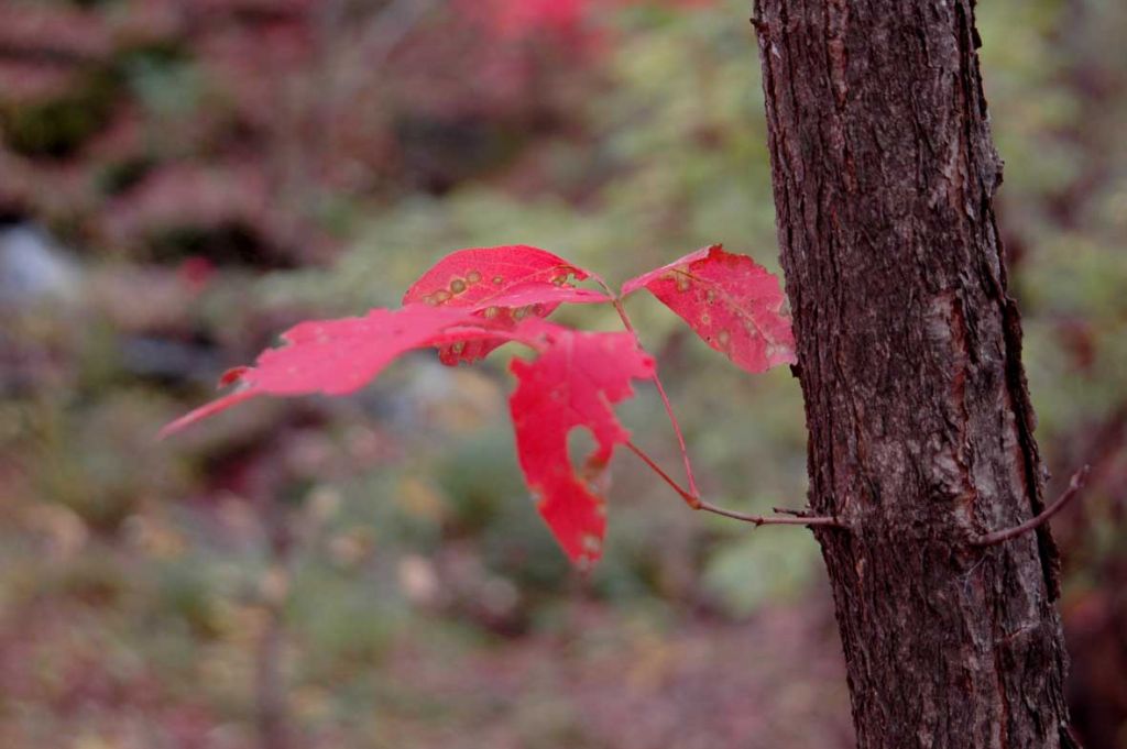 DSC_42470.jpg