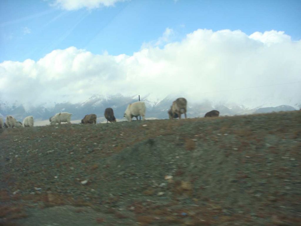 DSC00713.jpg