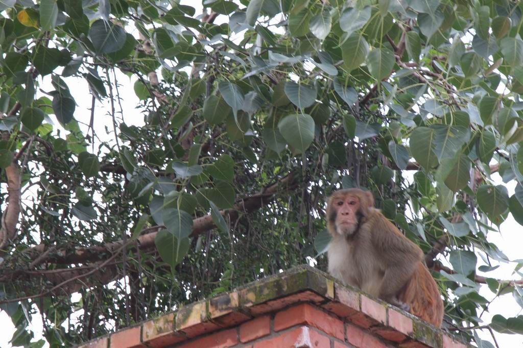 ������С IMG_0523.JPG