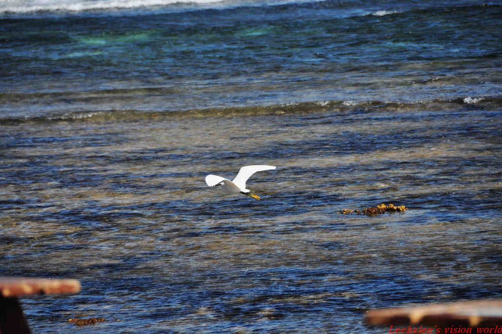 DSC_1000.jpg