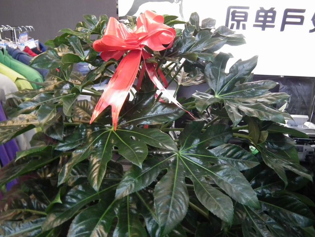 DSCF4248.JPG