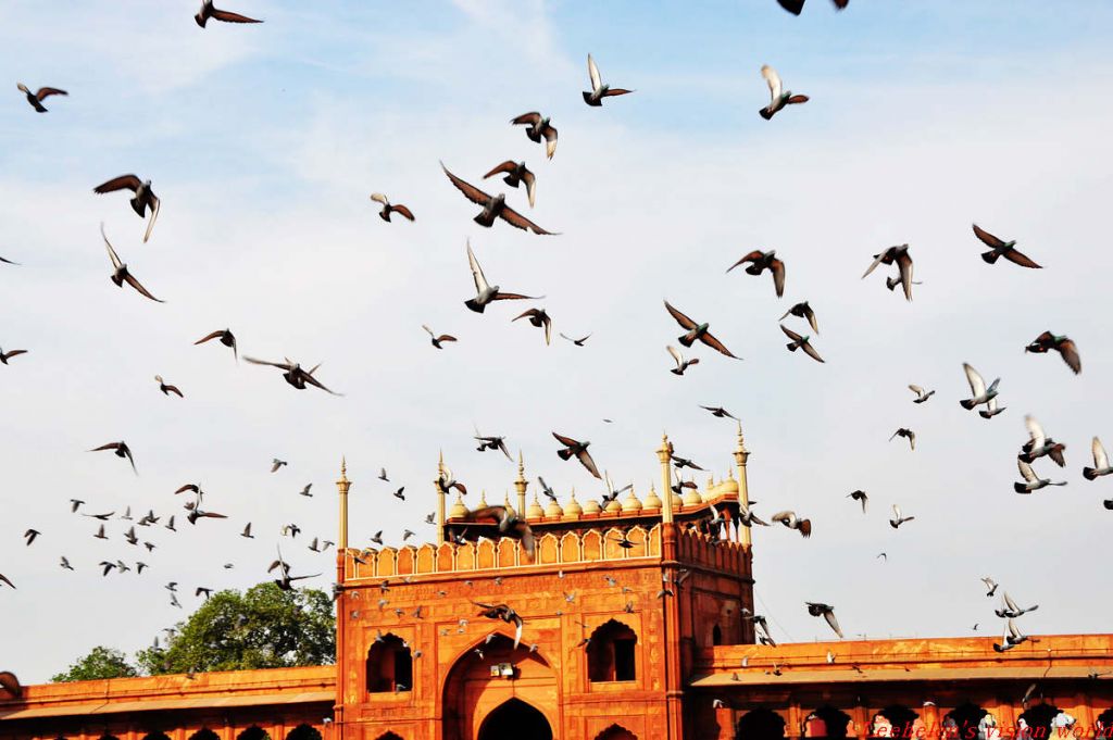 ���� DSC_0010.jpg