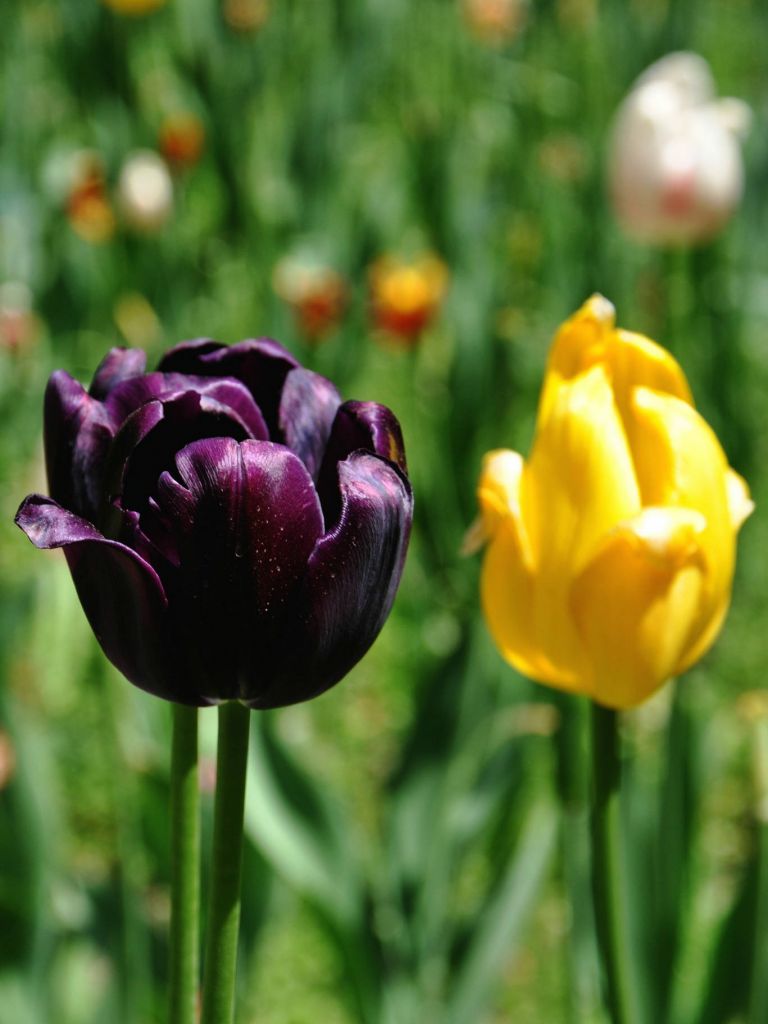DSC_0042.JPG