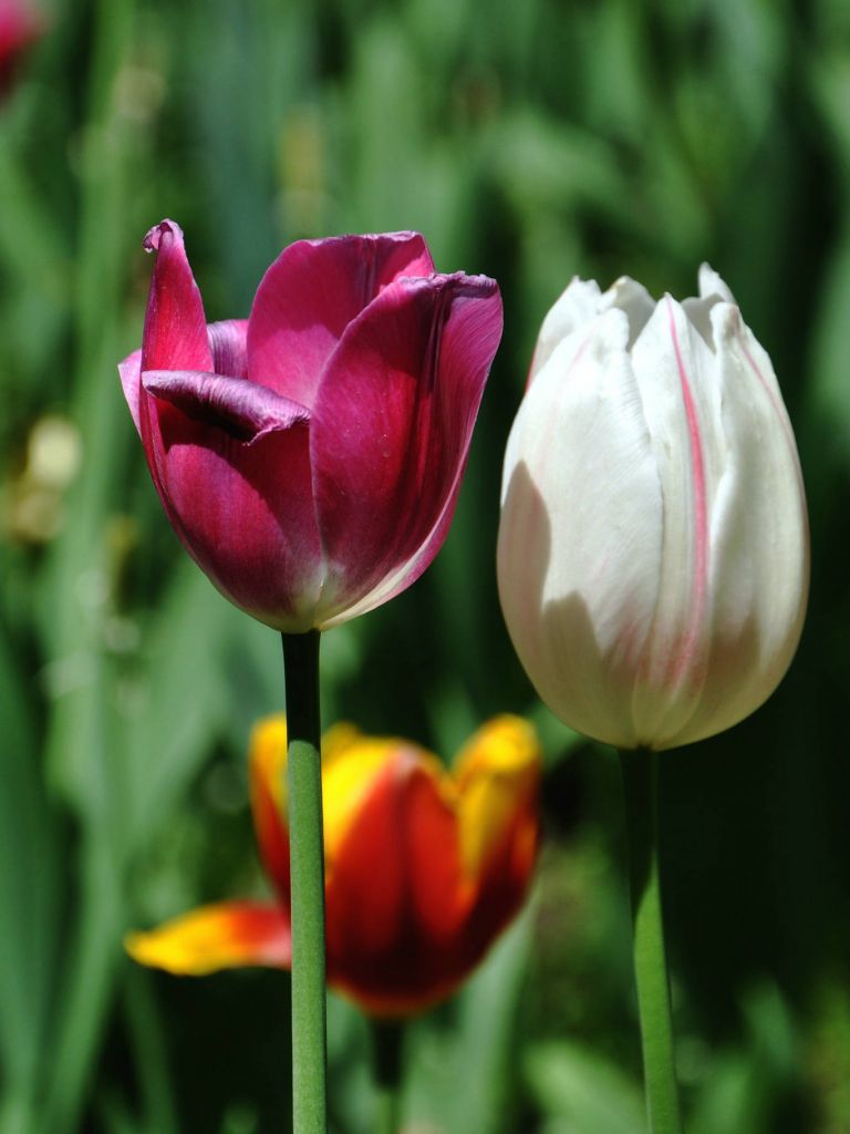 DSC_0044.JPG