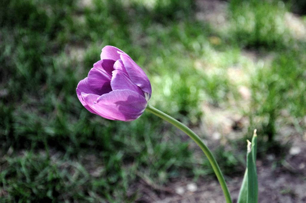 DSC_0127.JPG