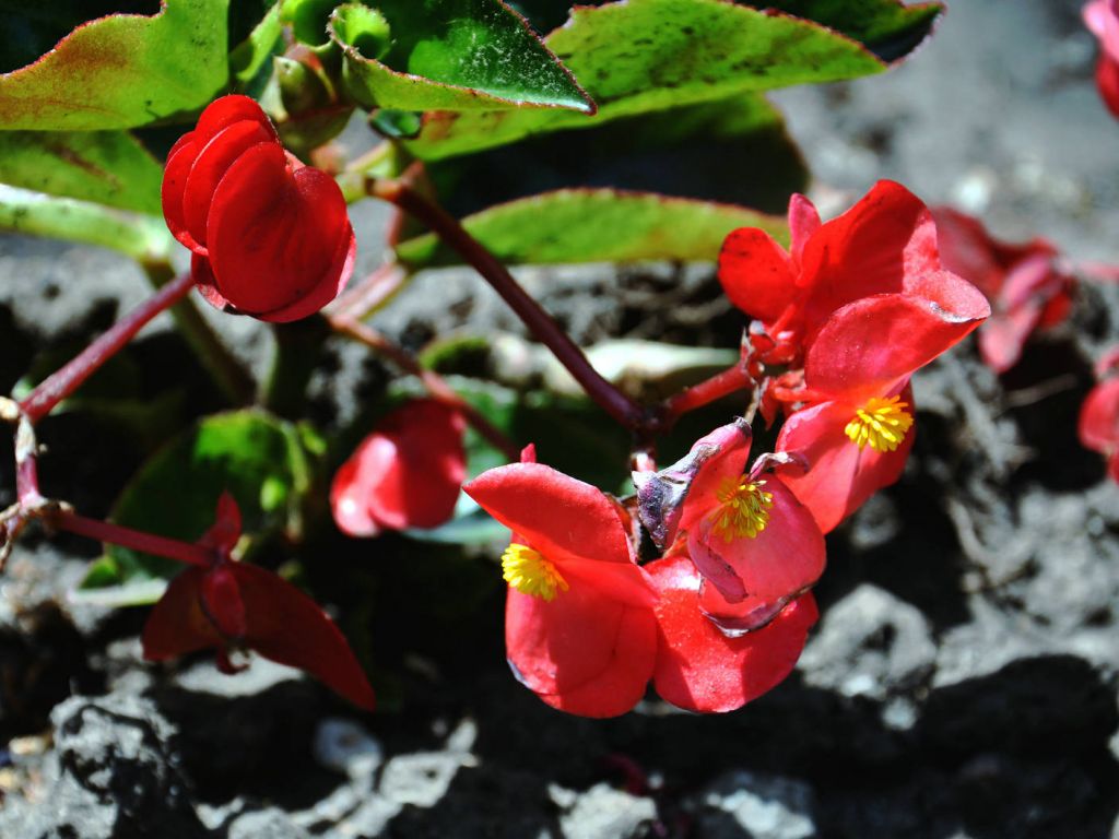DSC_0154.JPG