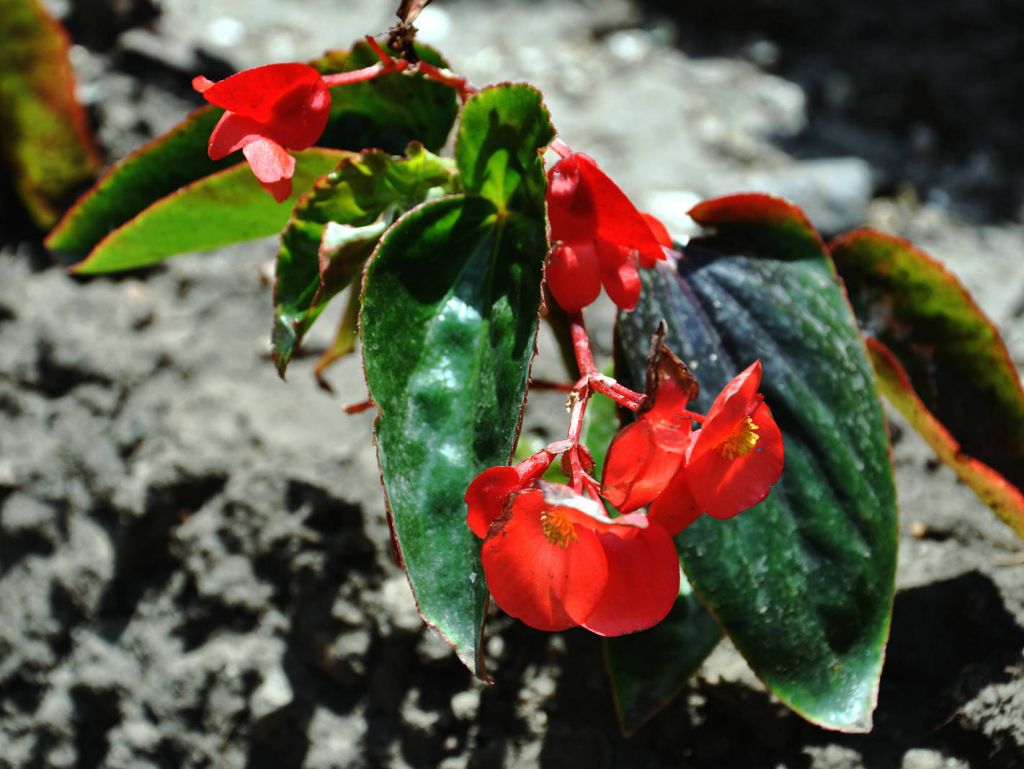 DSC_0155.JPG