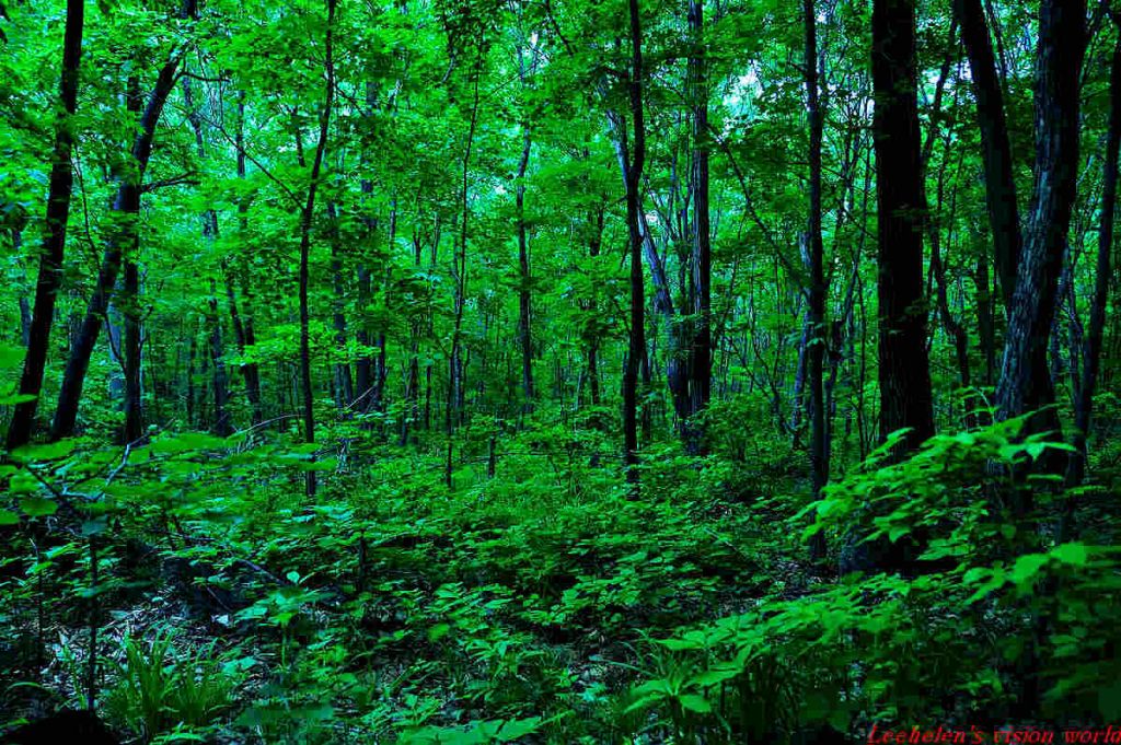 DSC_0348.jpg
