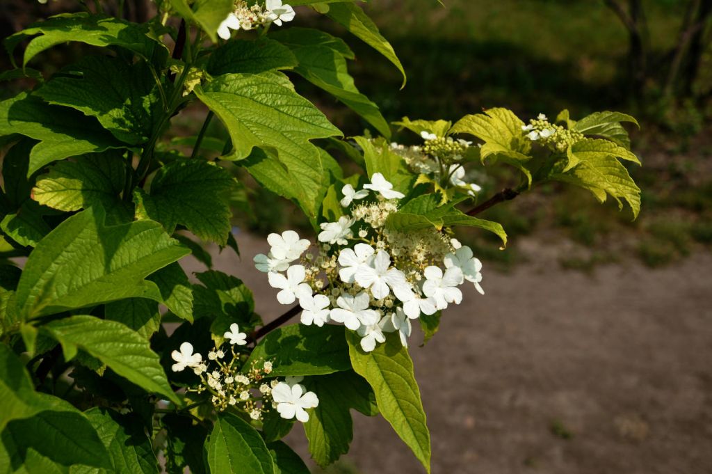 DSC_0038.JPG