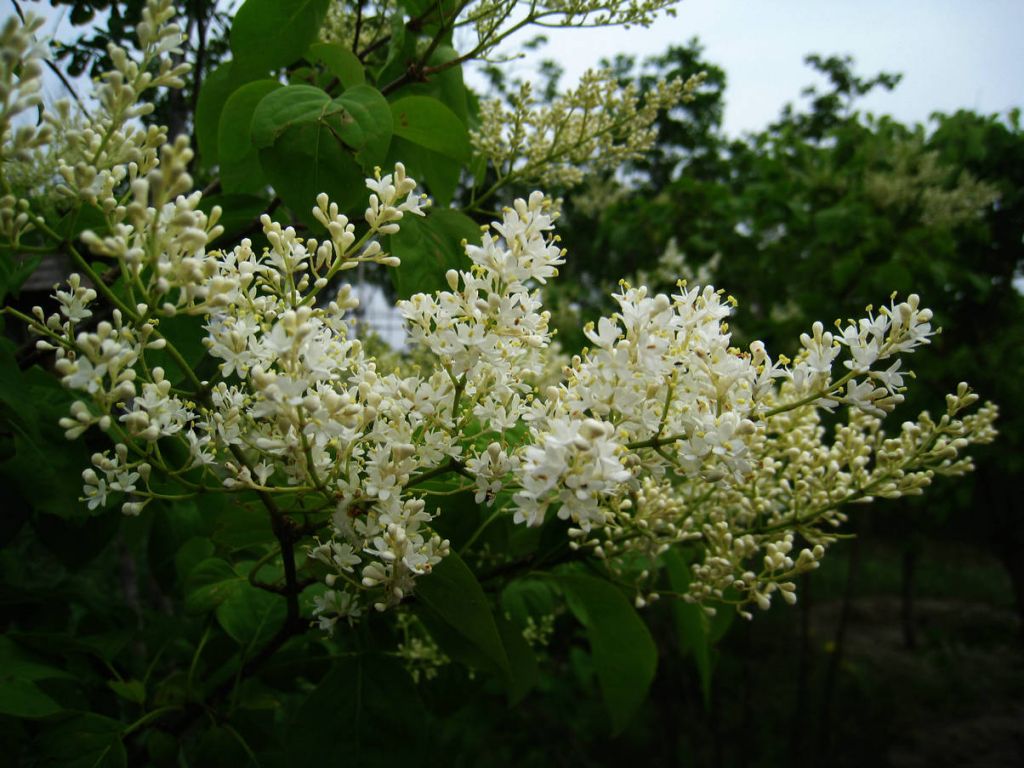 IMG_5784.JPG
