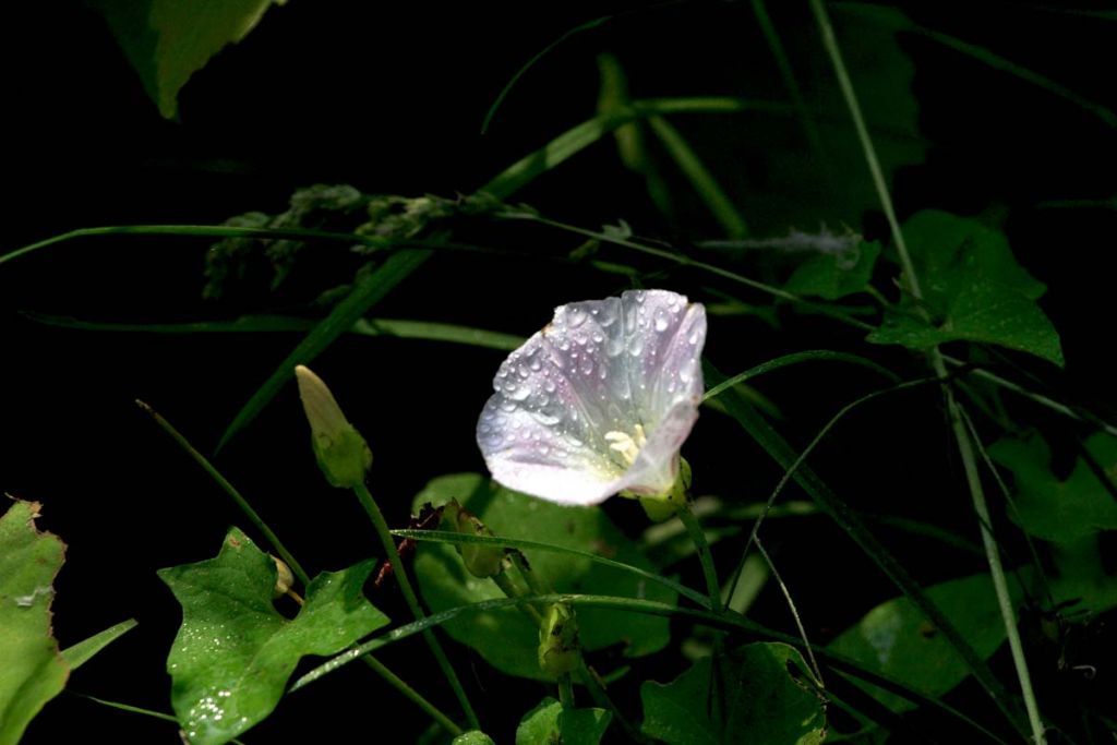 DPP_0002.jpg