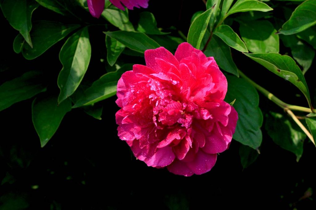 DPP_0051.jpg