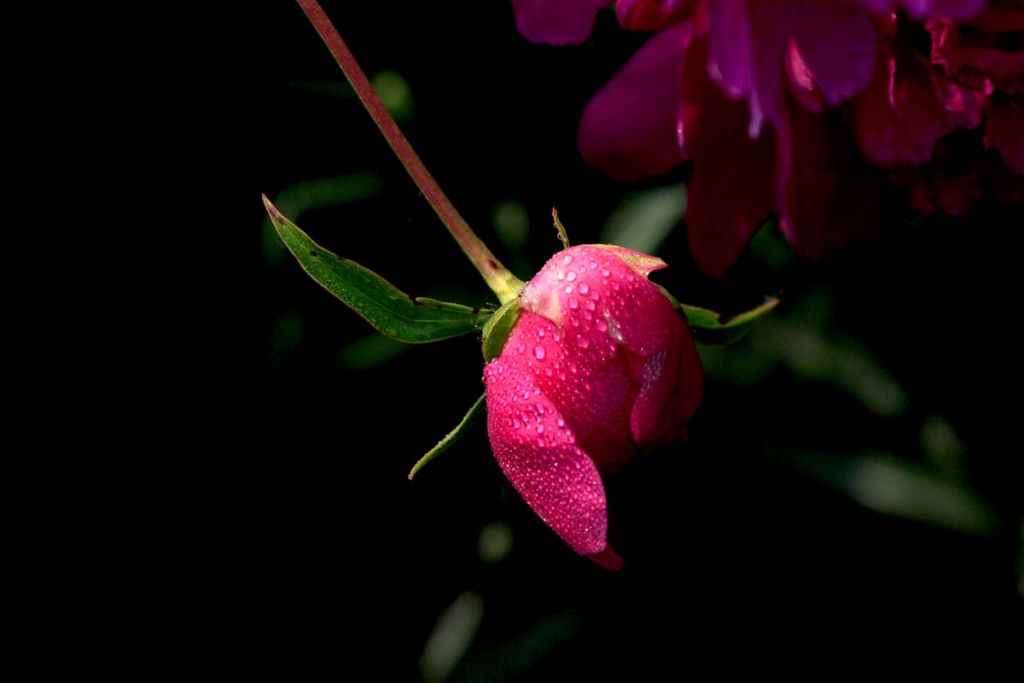 DPP_0049.jpg