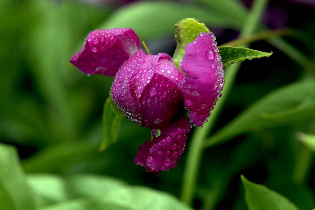DPP_0161.jpg
