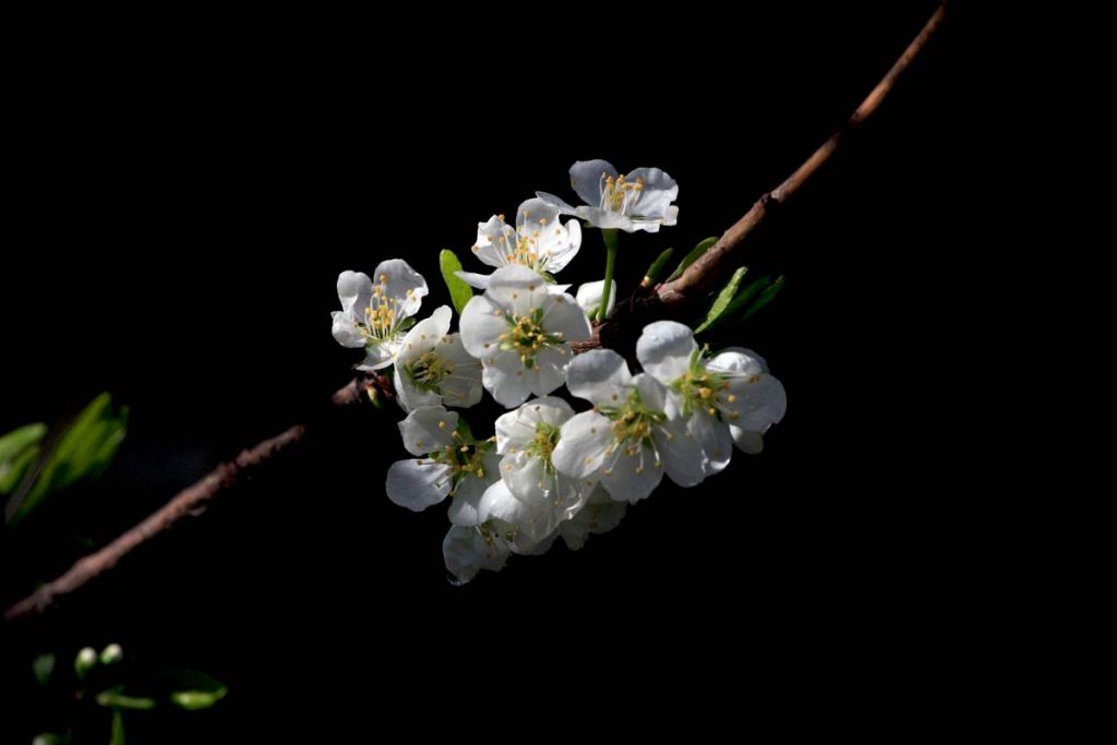 DPP_0031.jpg