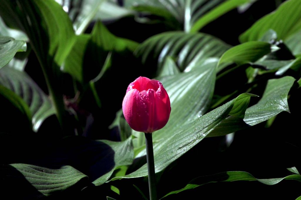 DPP_0196.jpg
