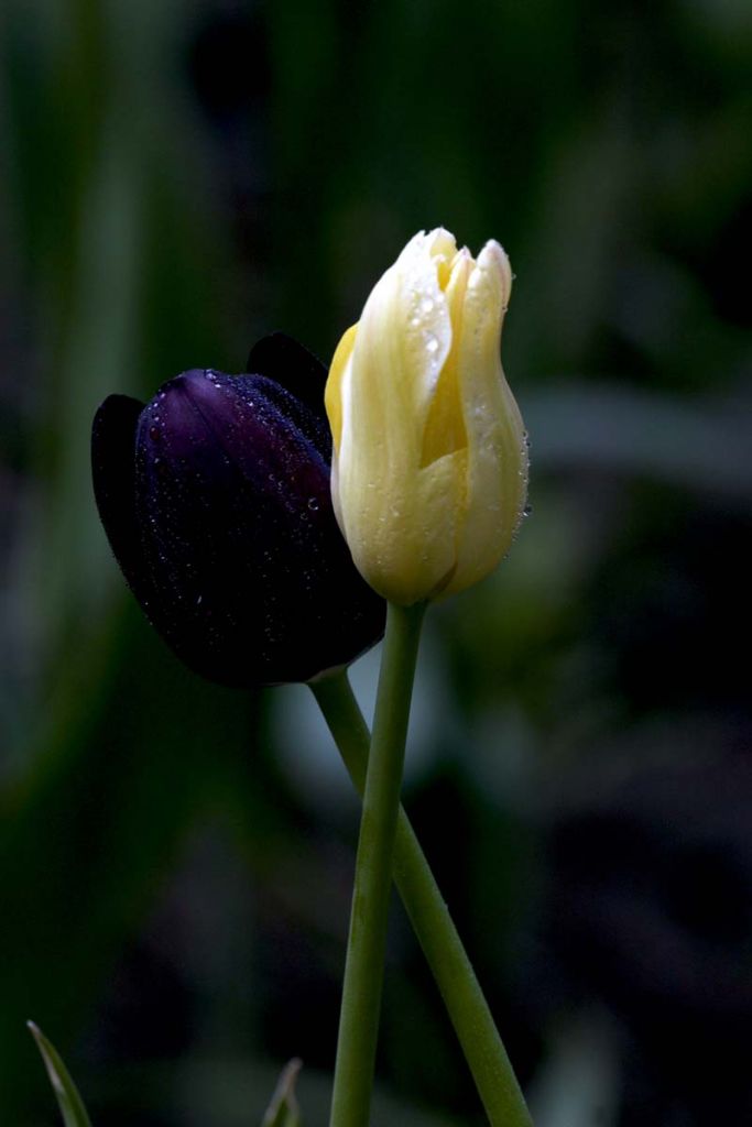 DPP_0212.jpg