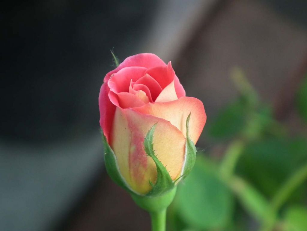 DSCF9560.JPG