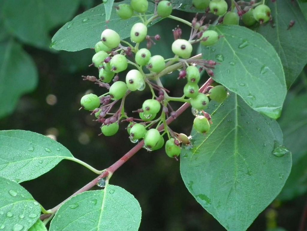 DSCF9626.JPG